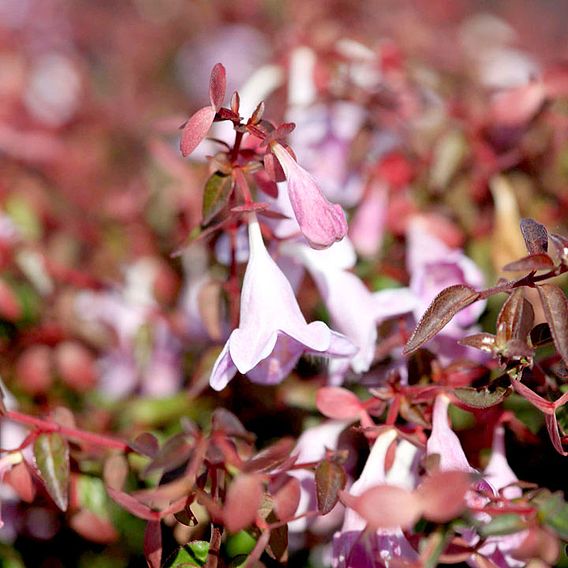 Abelia 'Pinky Bells'