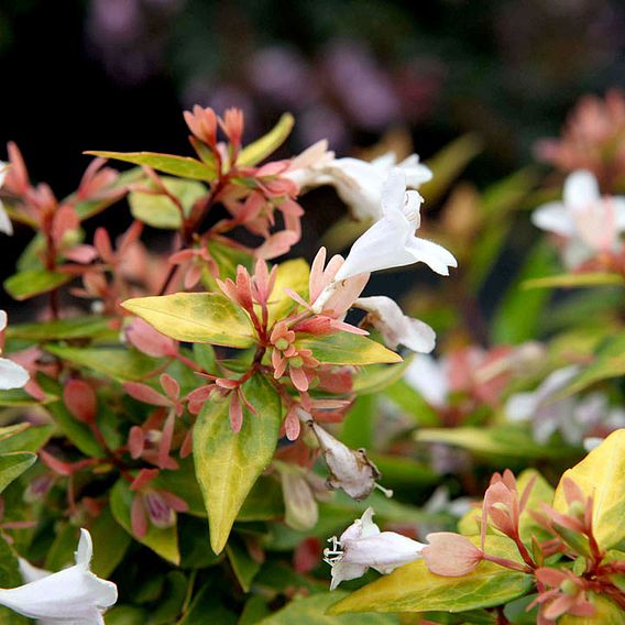 Abelia x grandiflora 'Francis Mason'