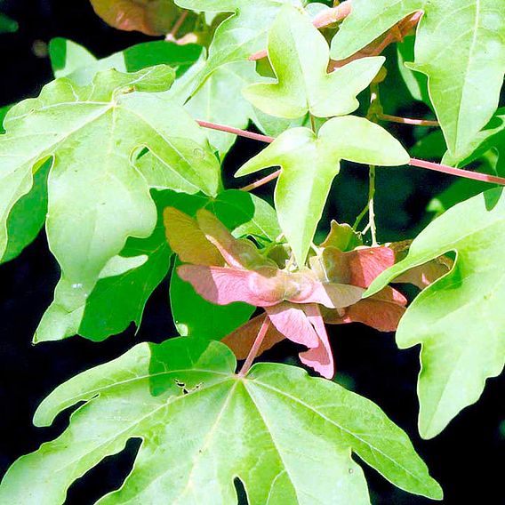 Field maple (Hedging)