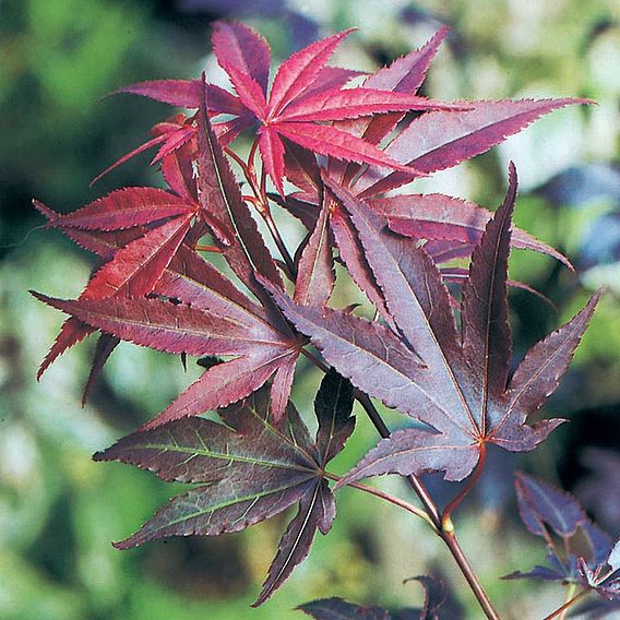 Acer palmatum 'Atropurpureum'