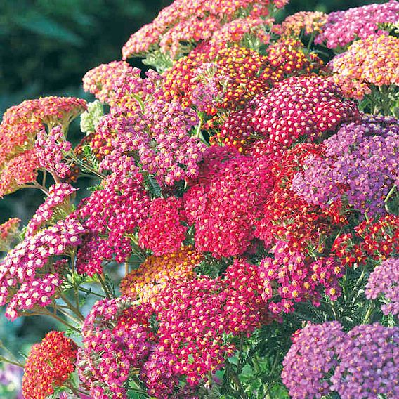 Achillea Pollinator Seeds - Summer Berries