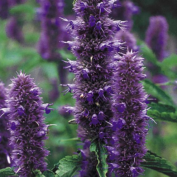 Agastache 'Liquorice Blue' - Seeds