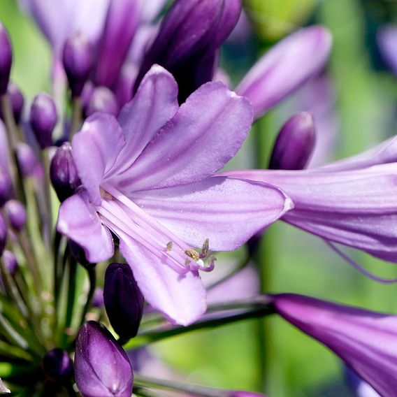 Agapanthus 'Poppin' Purple'
