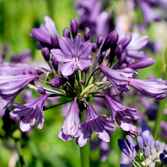 Agapanthus 'Poppin' Purple'