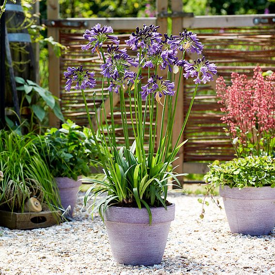 Agapanthus 'Poppin' Purple'