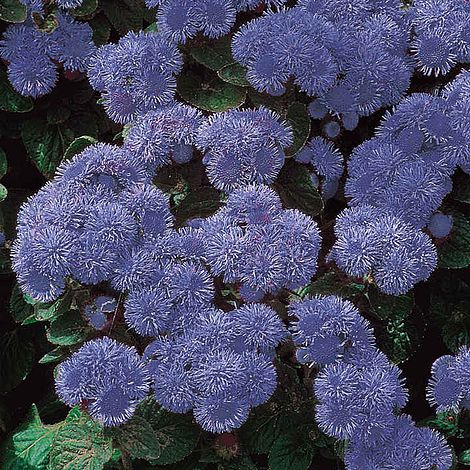 Ageratum 'Blue Mink' - Seeds