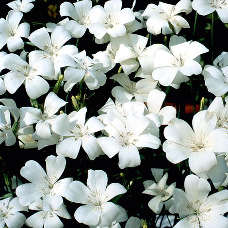 Agrostemma 'Snow Queen' - Seeds