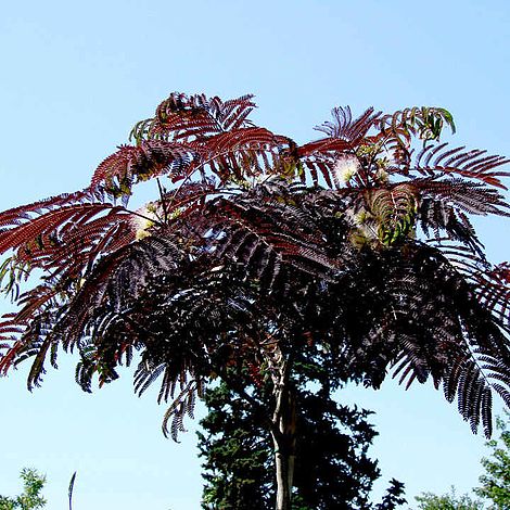 Albizia julibrissin 'Summer Chocolate'