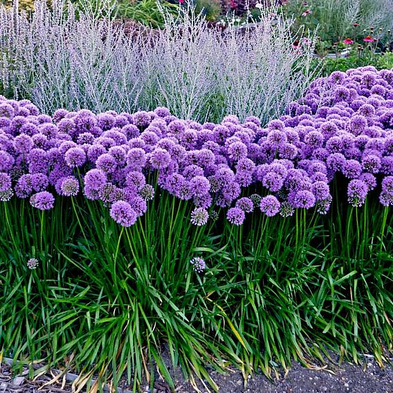 Allium 'Millenium'