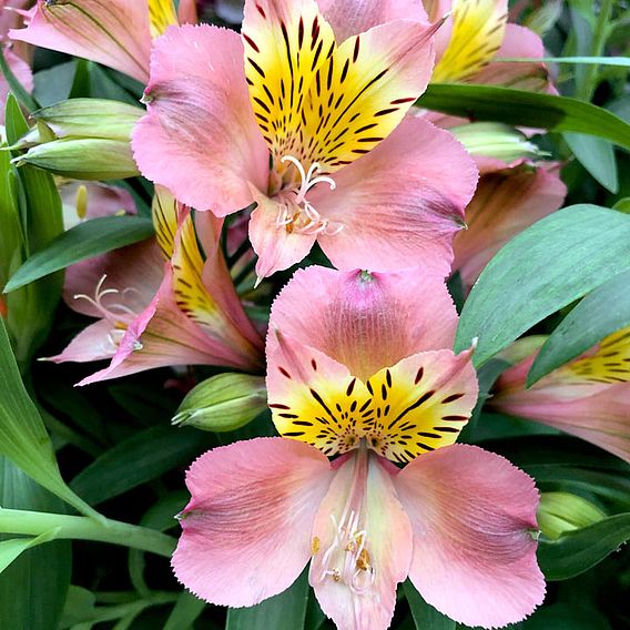 Alstroemeria 'Summer Break'