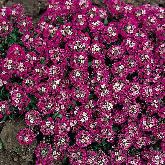 Alyssum 'Rosie O'Day' - Seeds