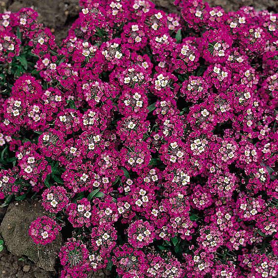 Alyssum Seeds - Rosie O'Day