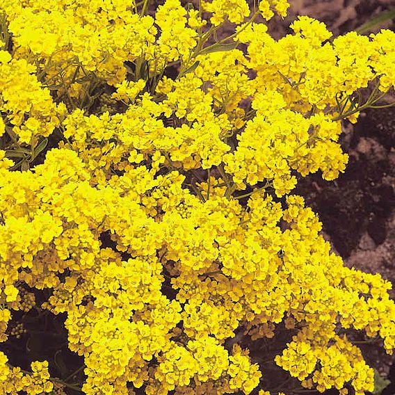 Alyssum saxatile Seeds - Golden Queen