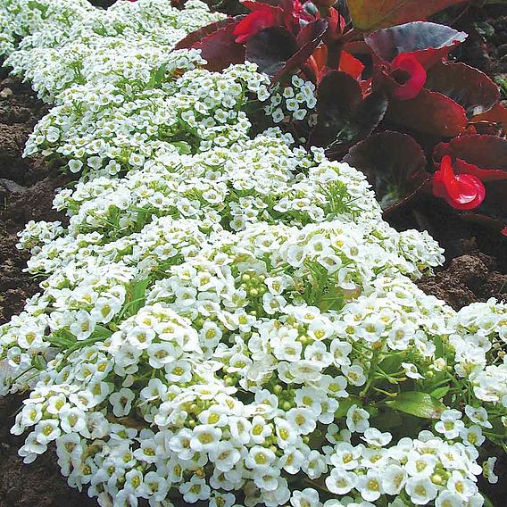 Alyssum 'Snow Carpet (Improved Strain)' - Seeds