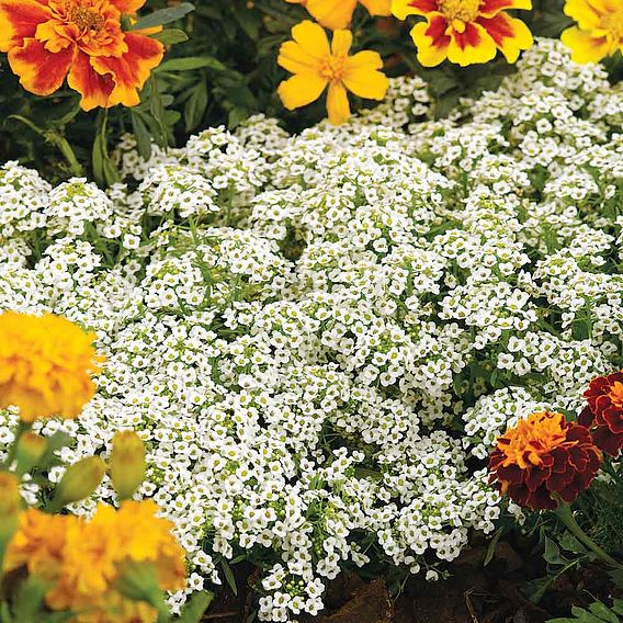 Alyssum 'Snow Carpet (Improved Strain)' - Seeds