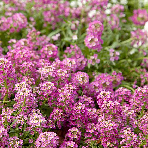 Alyssum 'Rosie O'Day' - Seeds