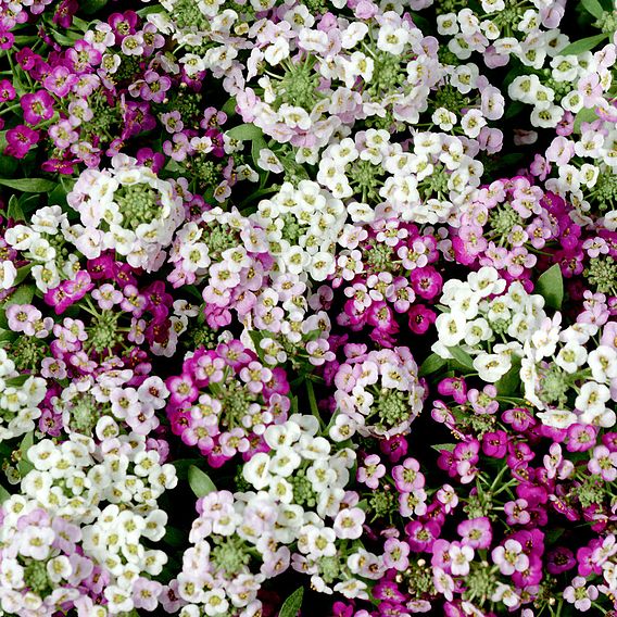 Alyssum 'Clear Crystal Mixed'