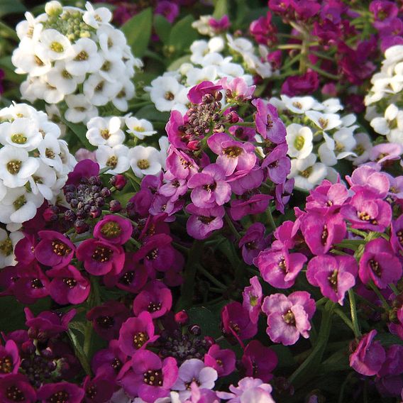 Alyssum 'Clear Crystal Mixed'