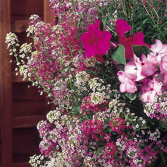 Alyssum 'Wandering Star Mix' - Seeds