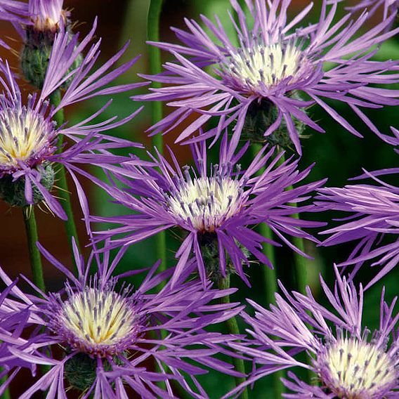 Amberboa 'Desert Star' - Seeds