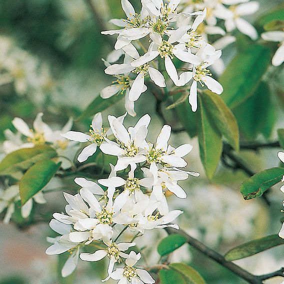 Amelanchier alnifolia 'Obelisk'