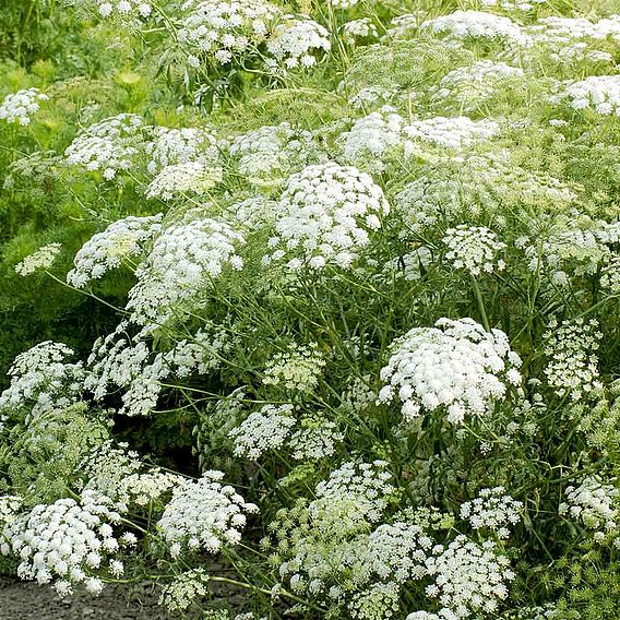 Ammi majus 'Snowflake' - Seeds
