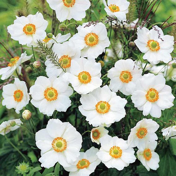 Anemone x hybrida 'Honorine Jobert'