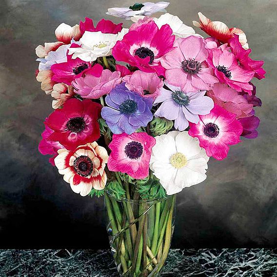 Anemone 'Mona Lisa Mix' F1 - Seeds