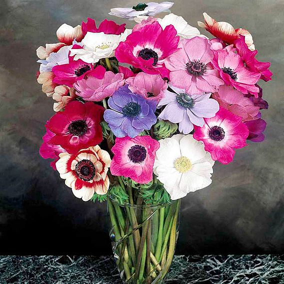 Anemone Seeds - Mona Lisa Mix F1