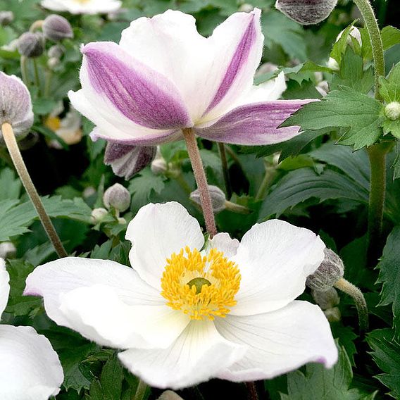 Anemone Elfin Swan