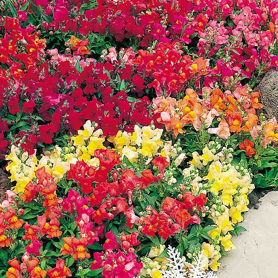 Antirrhinum 'Magic Carpet Mix' - Seeds