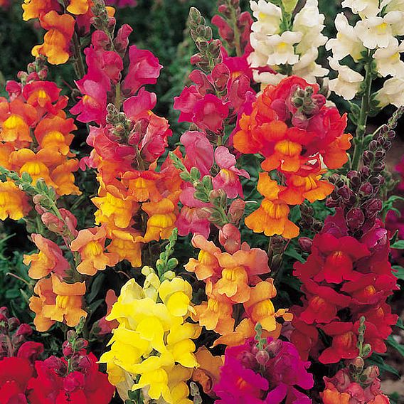 Antirrhinum Seeds - Illumination Mix