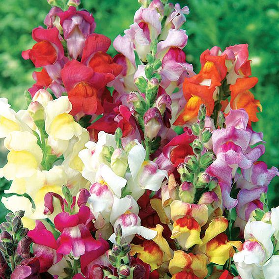 Antirrhinum 'Chuckles' - Seeds