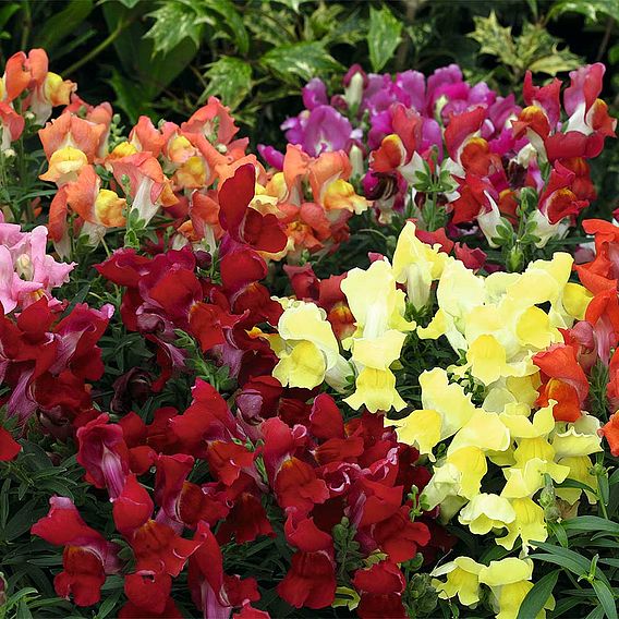 Antirrhinum 'Dragon Flower (Magic Carpet Mix)' - Seeds