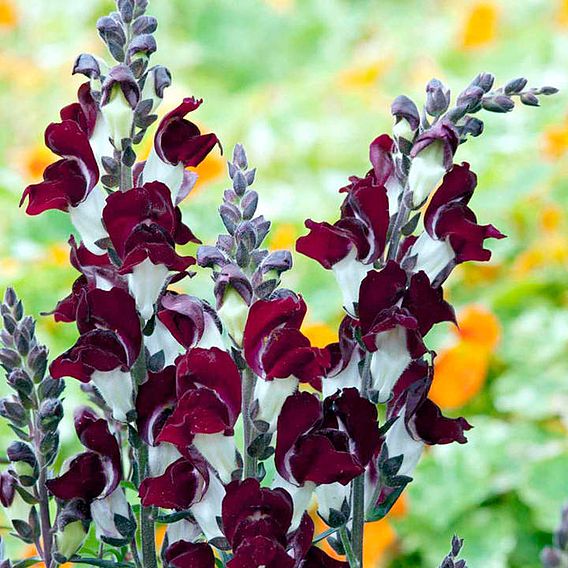 Antirrhinum 'Day & Night' - Seeds