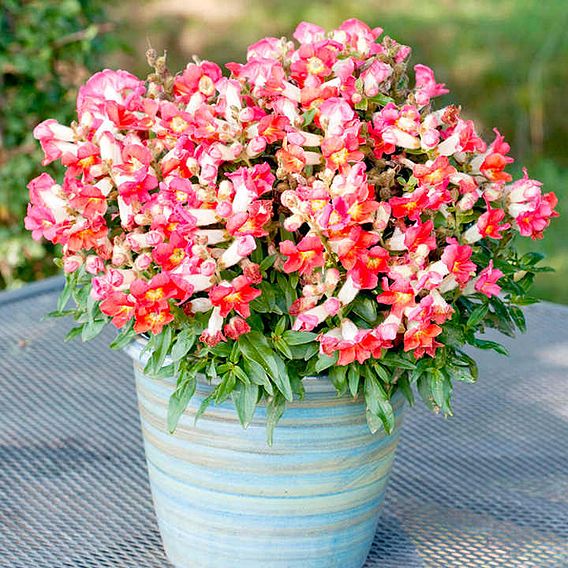 Antirrhinum 'Antiquity Sunset Mix' - Seeds
