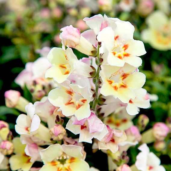 Antirrhinum Seeds - Antiquity Sunset Mix