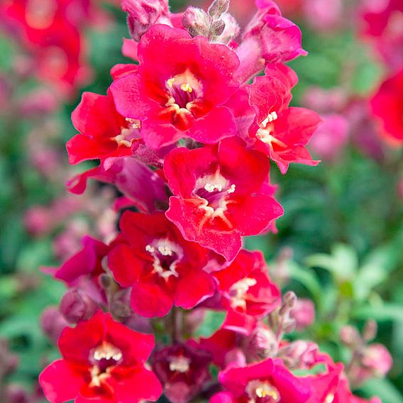 Antirrhinum Seeds - Antiquity Sunset Mix