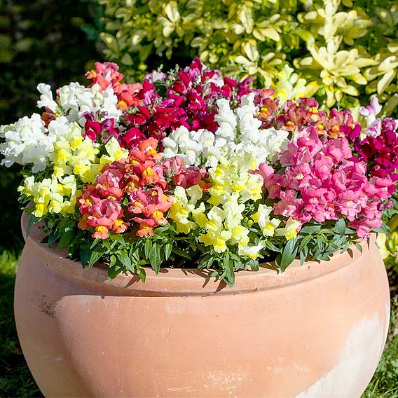 Antirrhinum F1 'Crackle & Pop Mix' - Seeds