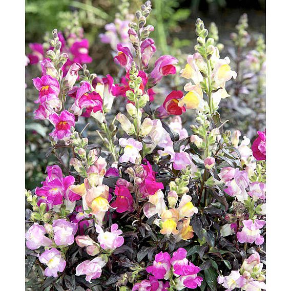 Antirrhinum Seeds - Twilight Mix