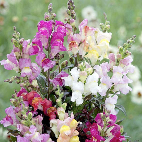 Antirrhinum 'Twilight Mix' - Seeds