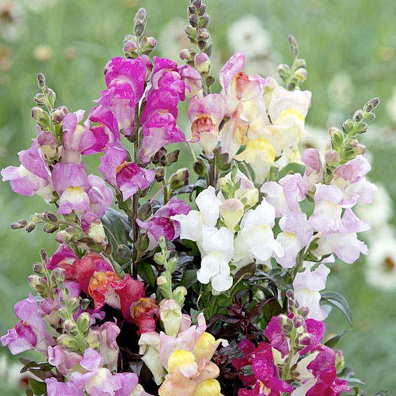 Antirrhinum Seeds - Twilight Mix