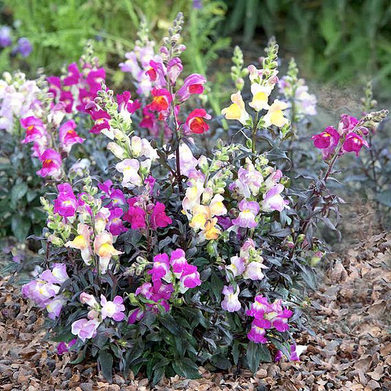 Antirrhinum Seeds - Twilight Mix