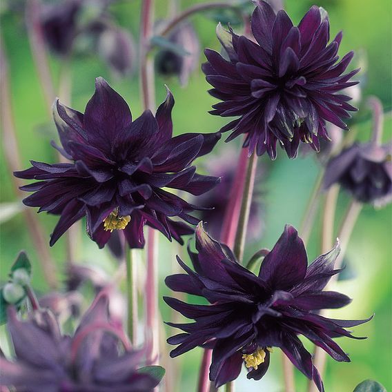 Aquilegia vulgaris var. stellata 'Black Barlow'