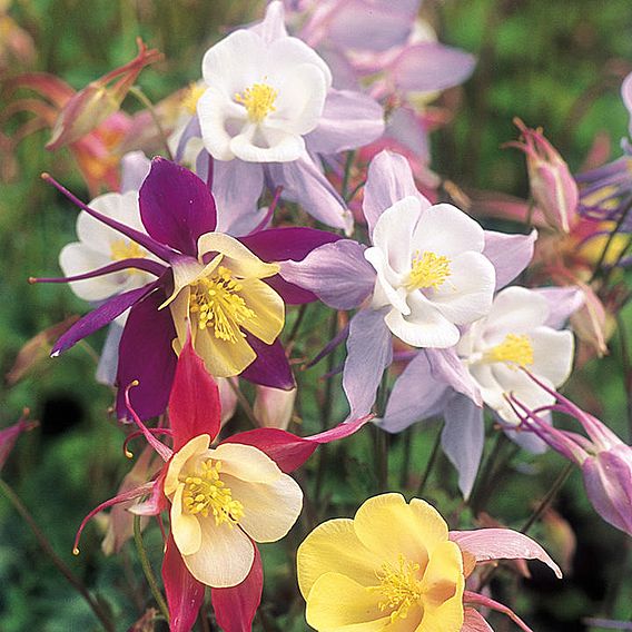 Aquilegia 'Pretty Bonnets Mix' - Seeds