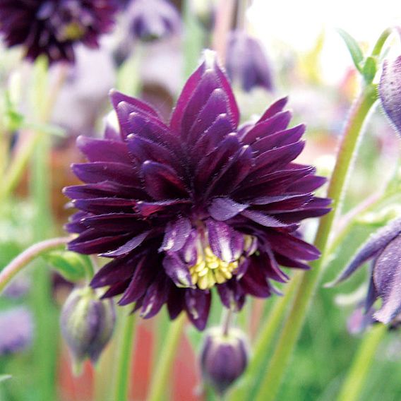 Aquilegia vulgaris var. stellata 'Black Barlow'