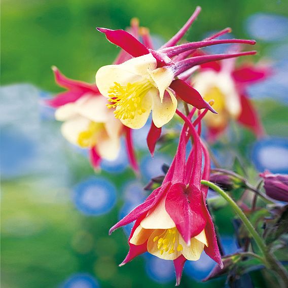 Aquilegia 'Crimson Star'