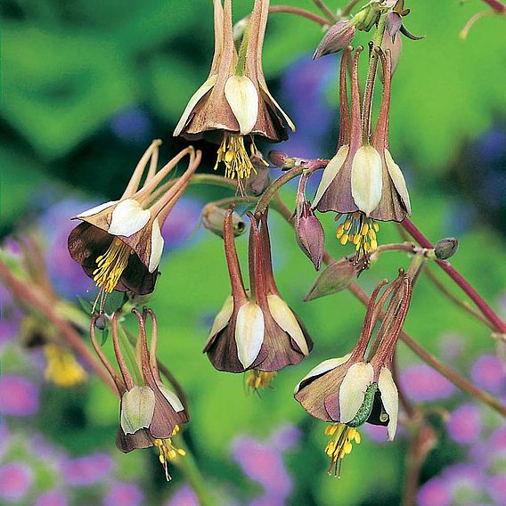 Aquilegia Seeds - Chocolate Soldier