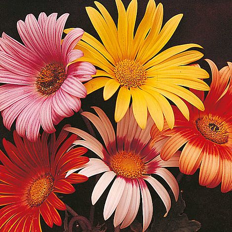 Arctotis 'Harlequin' - Seeds