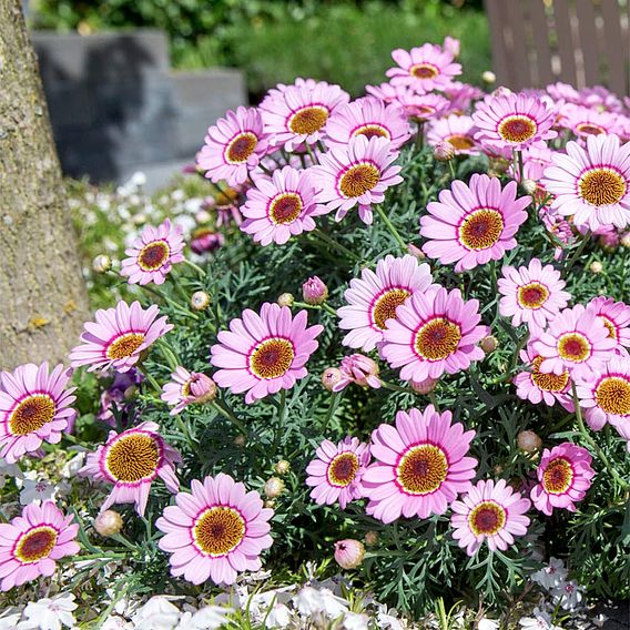 Argyranthemum 'GranDaisy Pink'